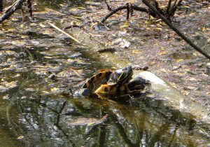 roodwangschildpad klimt uit water