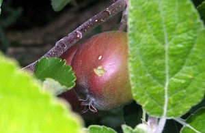 Verboden vrucht - de appel waar niet van gegeten mocht worden; Eva deed het toch...