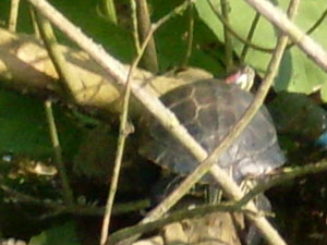 Schildpadden in Sloterpark tijdens vaarexcursie