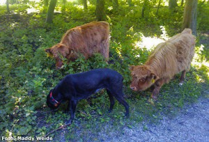 Hond Smientje & friends, de Schotse hooglanders