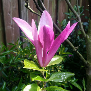 Mooie roze tulp van mijn vriendin 'Susan'