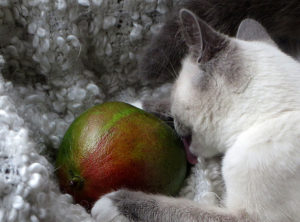 Kitten Disney likt aan mango