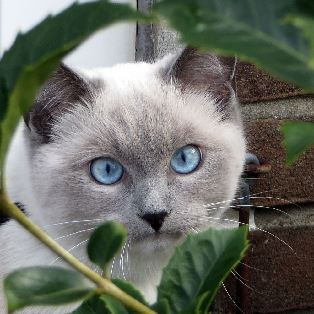 Kitten Disney kijkt haar ogen uit in de tuin